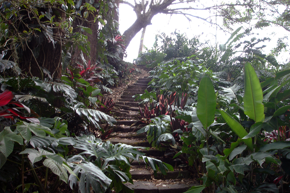 Rain Forest Costa Rica